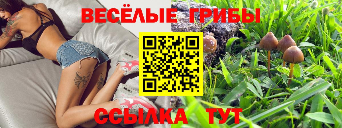 Псилоцибиновые грибы Psilocybine cubensis Ачхой-Мартан